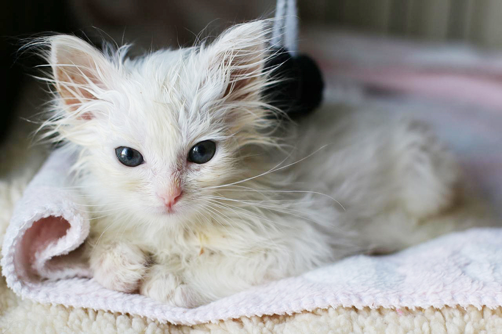 Сколько стоит жизнь в Москве?! - свежие новости на Toplenta