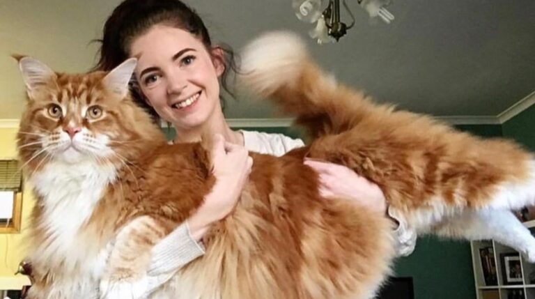 Самый длинный в мире кот: какой он, где живёт и чем покоряет сердца - свежие новости на Toplenta