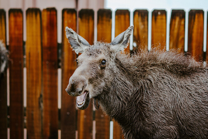 Лосиха устроила во дворе жилого дома детский сад. Это был незабываемый день! - свежие новости на Toplenta по теме си