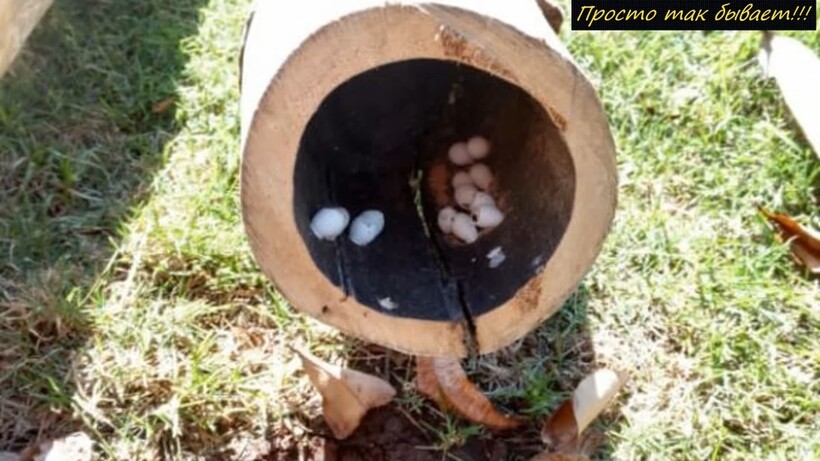 Мужчина нашел странные крошечные яйца, а потом из них начали вылупляться странные существа - свежие новости на Toplenta по теме Стран