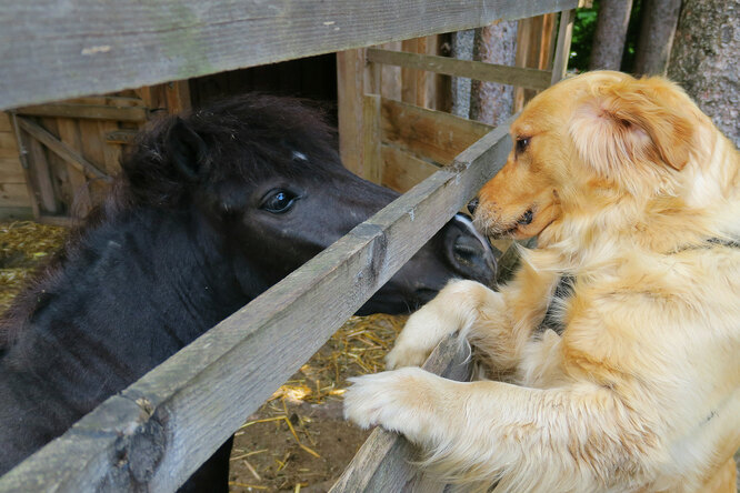 «Чувствовал его боль»: пёс взял на себя заботы об осиротевшем жеребёнке - похожая новость на Toplenta
