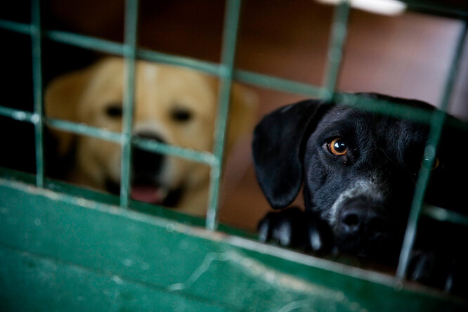 Семья 27 часов ждала у дверей приюта, чтобы забрать необычную собаку - свежие новости на Toplenta