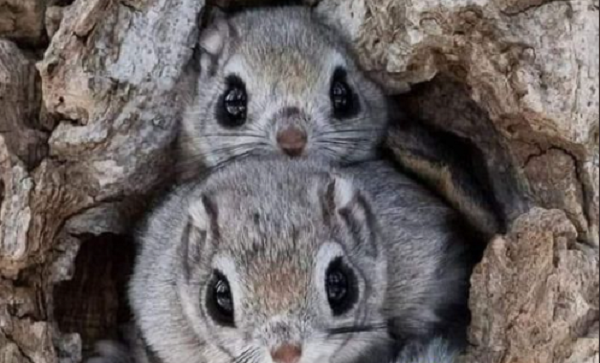 Одно из самых милых животных в мире — японская летяга - свежие новости на Toplenta