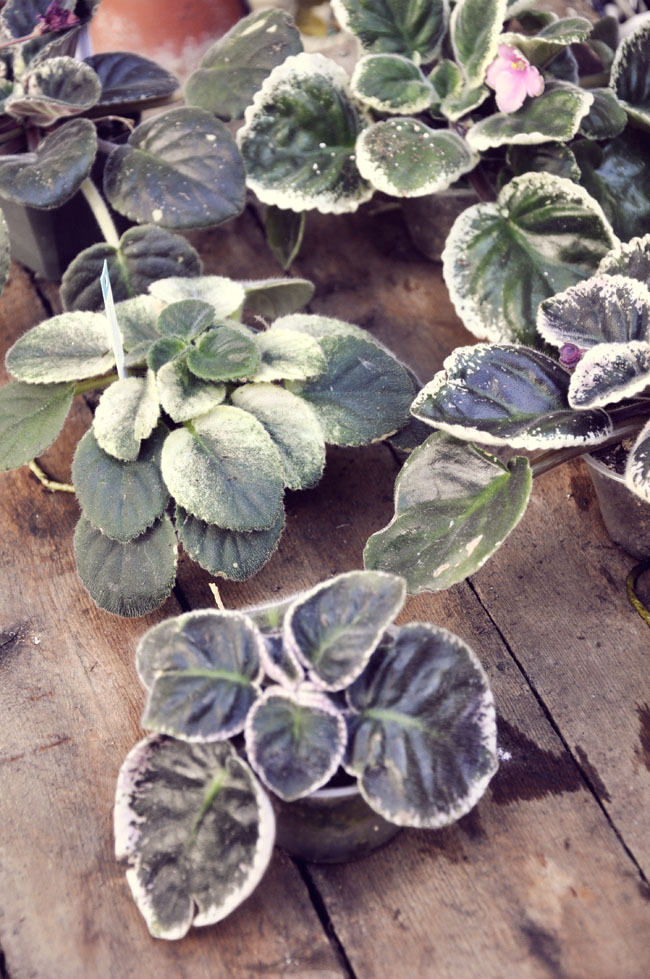 Фиалка Изольда: описание, особенности выращивания - свежие новости на Toplenta по теме Льда