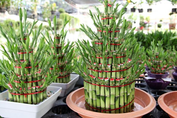 Как ухаживать за бамбуком счастья или драценой сандера - свежие новости на Toplenta