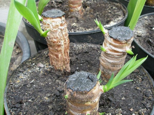 Как размножить юкку в домашних условиях - свежие новости на Toplenta по теме Условия