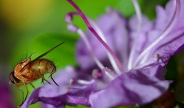 Почему деревья зацветают осенью - свежие новости на Toplenta