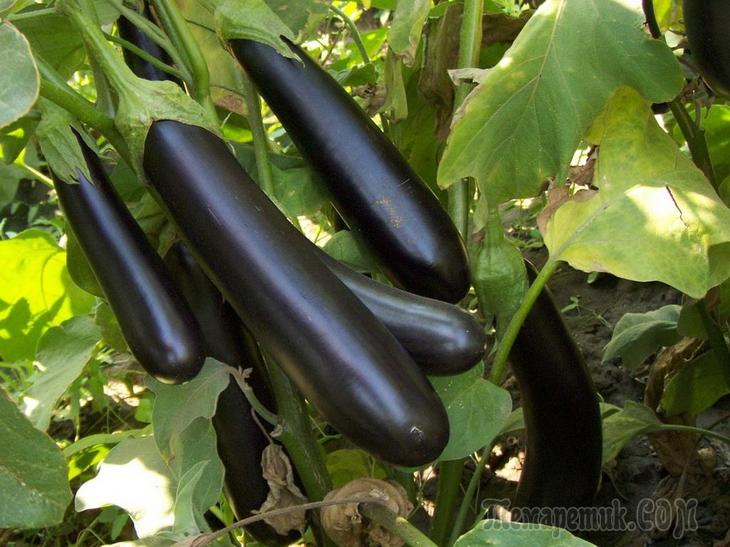 Баклажан — «синенький» деликатес - свежие новости на Toplenta