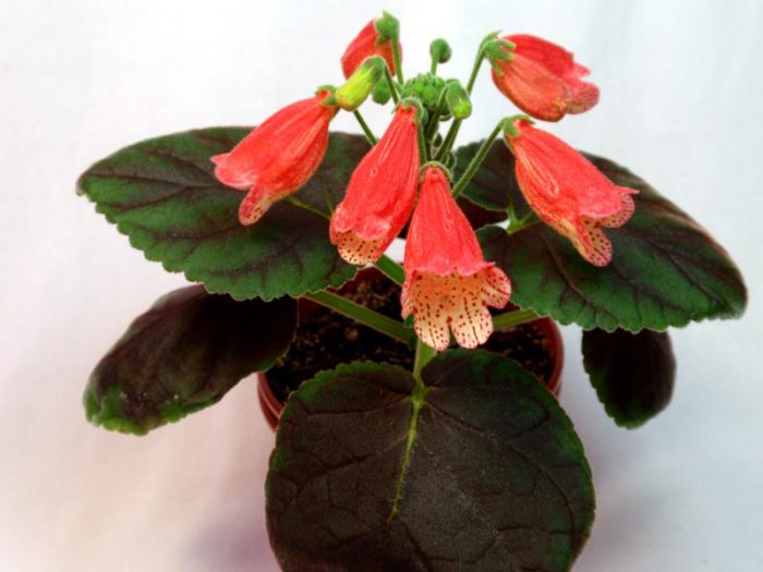 Смитианта комнатная - свежие новости на Toplenta