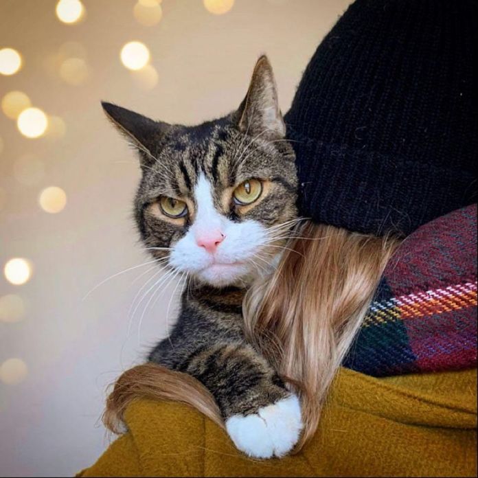 Кот почувствовал, что готов начать новую жизнь, и вернулся к супругам, которые были к нему добры - похожая новость на Toplenta