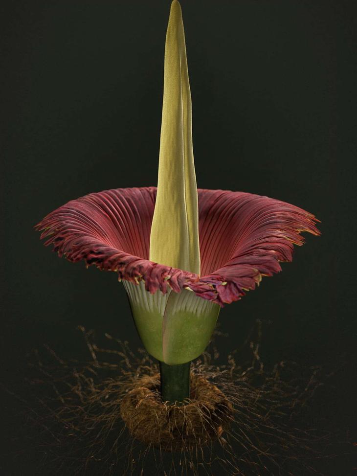 Аморфофаллус, или змеиная пальма — правила ухода в домашних условиях - свежие новости на Toplenta