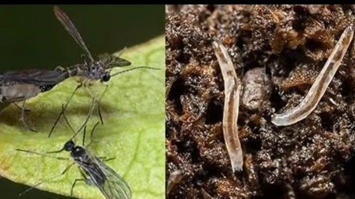 Дешёвая аптечная мазь от мошек в ваших цветах - свежие новости на Toplenta