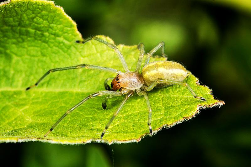 Этих пауков стоит опасаться летом - свежие новости на Toplenta по теме Анатолий папанов
