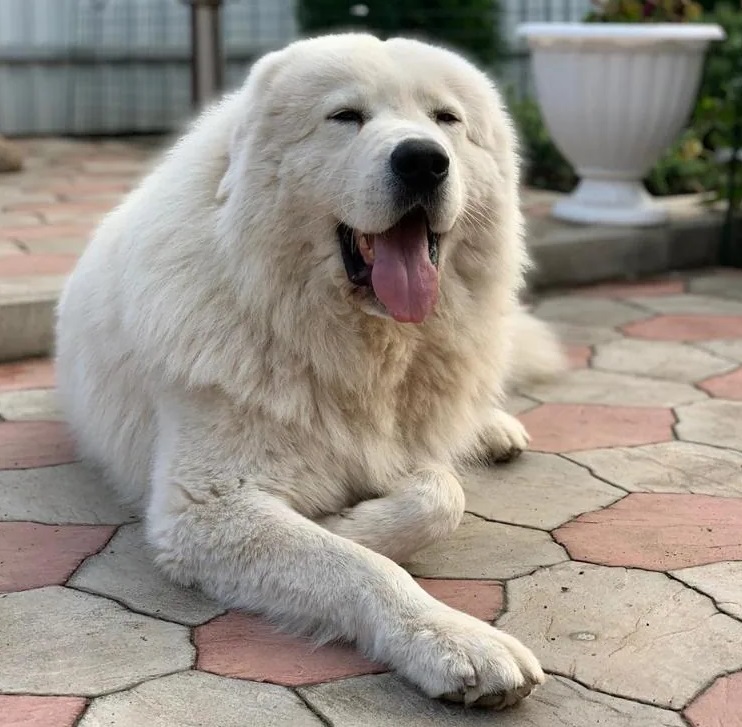 Итальянская овчарка - свежие новости на Toplenta по теме Рассылки