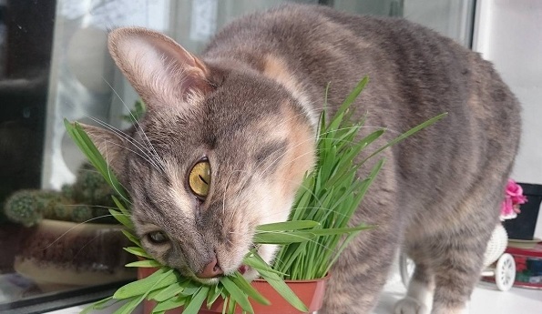 Травка... - свежие новости на Toplenta по теме Сос