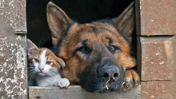 Последняя охота - свежие новости на Toplenta по теме СКА