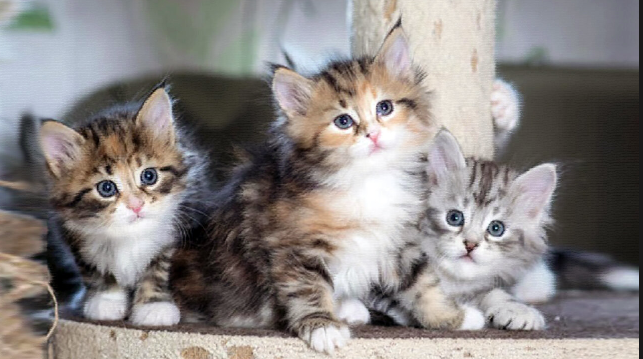 Папа Фёдор - свежие новости на Toplenta по теме муха