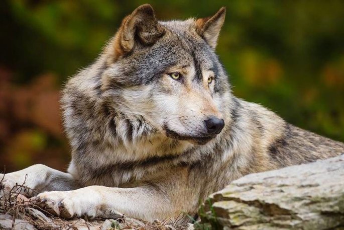 Исповедь старого охотника - свежие новости на Toplenta по теме РАН