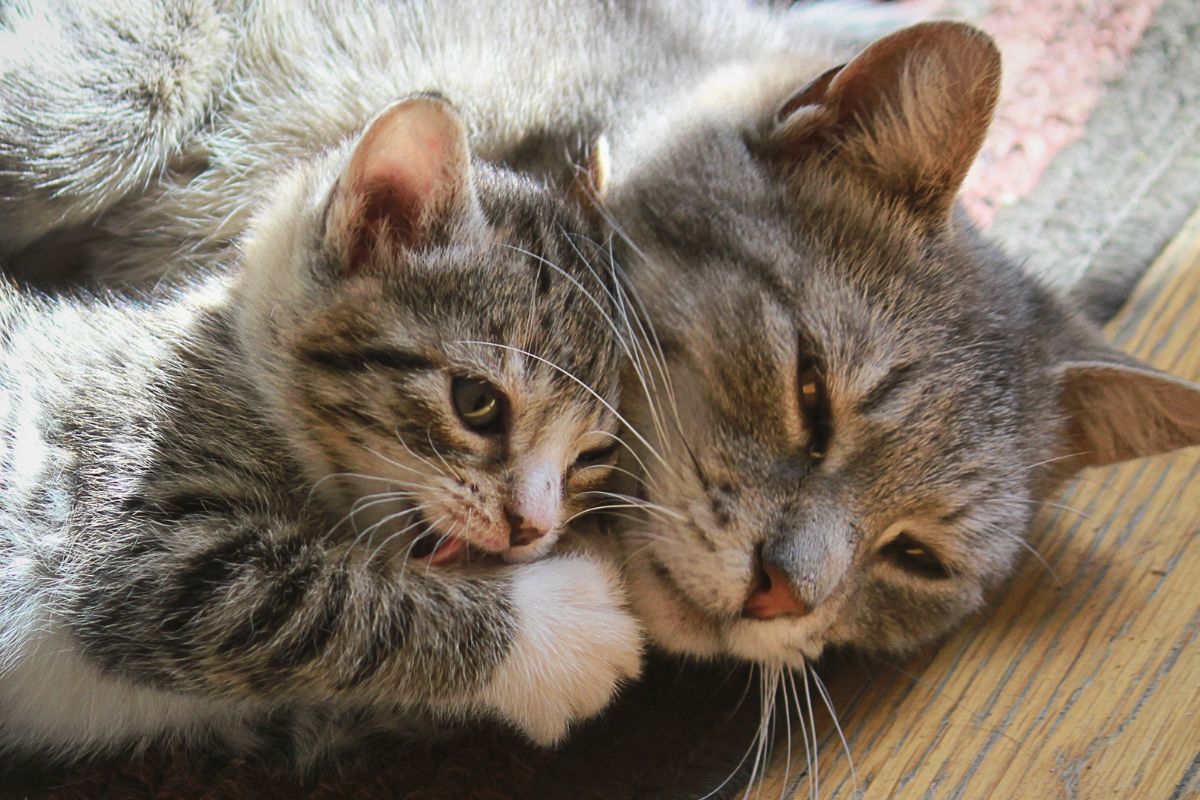 Мама Алиска - свежие новости на Toplenta по теме РАН