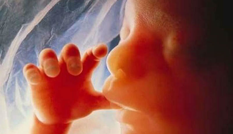 Уникальные фотографии: жизнь девочки до рождения - свежие новости на Toplenta