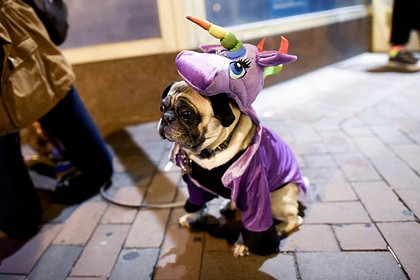 9 апреля: какой праздник отмечают в России и мире - свежие новости на Toplenta по теме Россия24