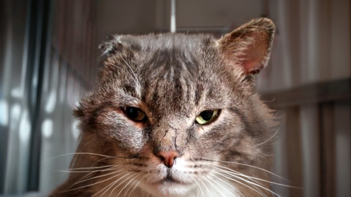 Шкет по имени Зайчик - свежие новости на Toplenta по теме общество