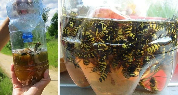 Почему появляются осы в квартире, доме, на даче, и как от них избавиться - свежие новости на Toplenta по теме Культура и общество  /  Соцпортал