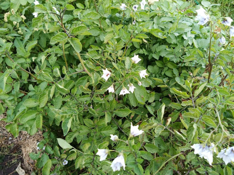 Минутка русской этнографии - свежие новости на Toplenta по теме Потерял