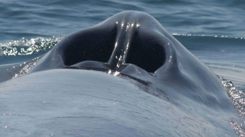 26 редких фото привычных вещей с неизвестного для нас ракурса - свежие новости на Toplenta по теме МИР