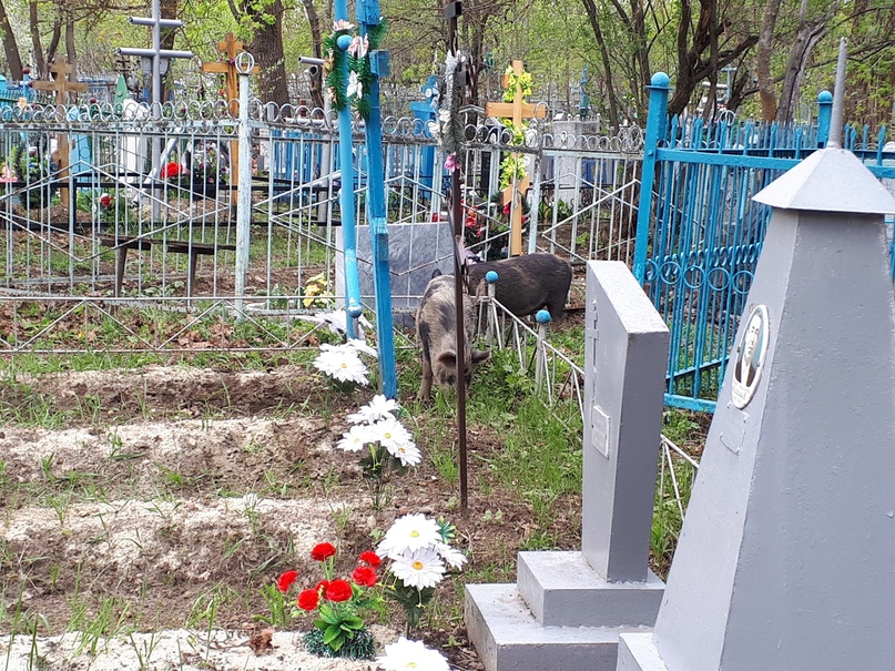 Корова на кладбище - свежие новости на Toplenta по теме По