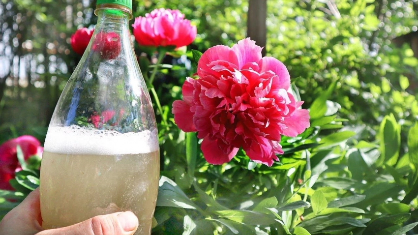 Чтобы пионы цвели пышно и долго: чем поливать кусты весной - свежие новости на Toplenta по теме Культура и общество  /  Соцпортал