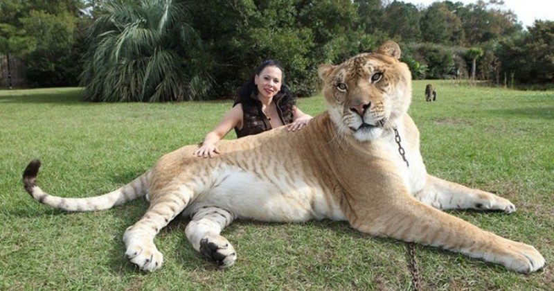 Гиганты и карлики животного мира: контрасты, заметные лишь при сравнении - похожая новость на Toplenta