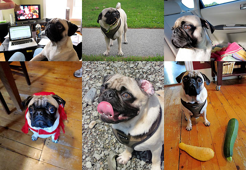 Жизненные советы от пса Мёрфи - свежие новости на Toplenta по теме ОПС