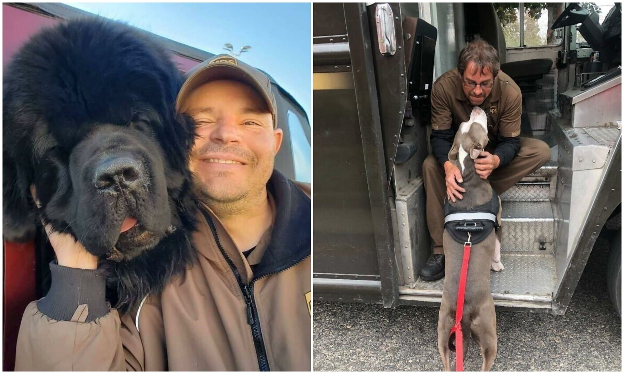 30 милых фото о любви собак к курьерам - свежие новости на Toplenta по теме Доставка