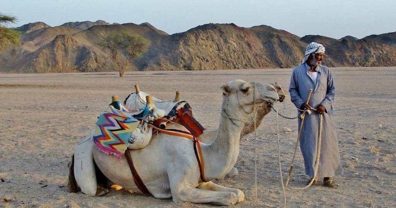 Почему у бедуинов репутация нерях, и заслужена ли она - свежие новости на Toplenta по теме колодец