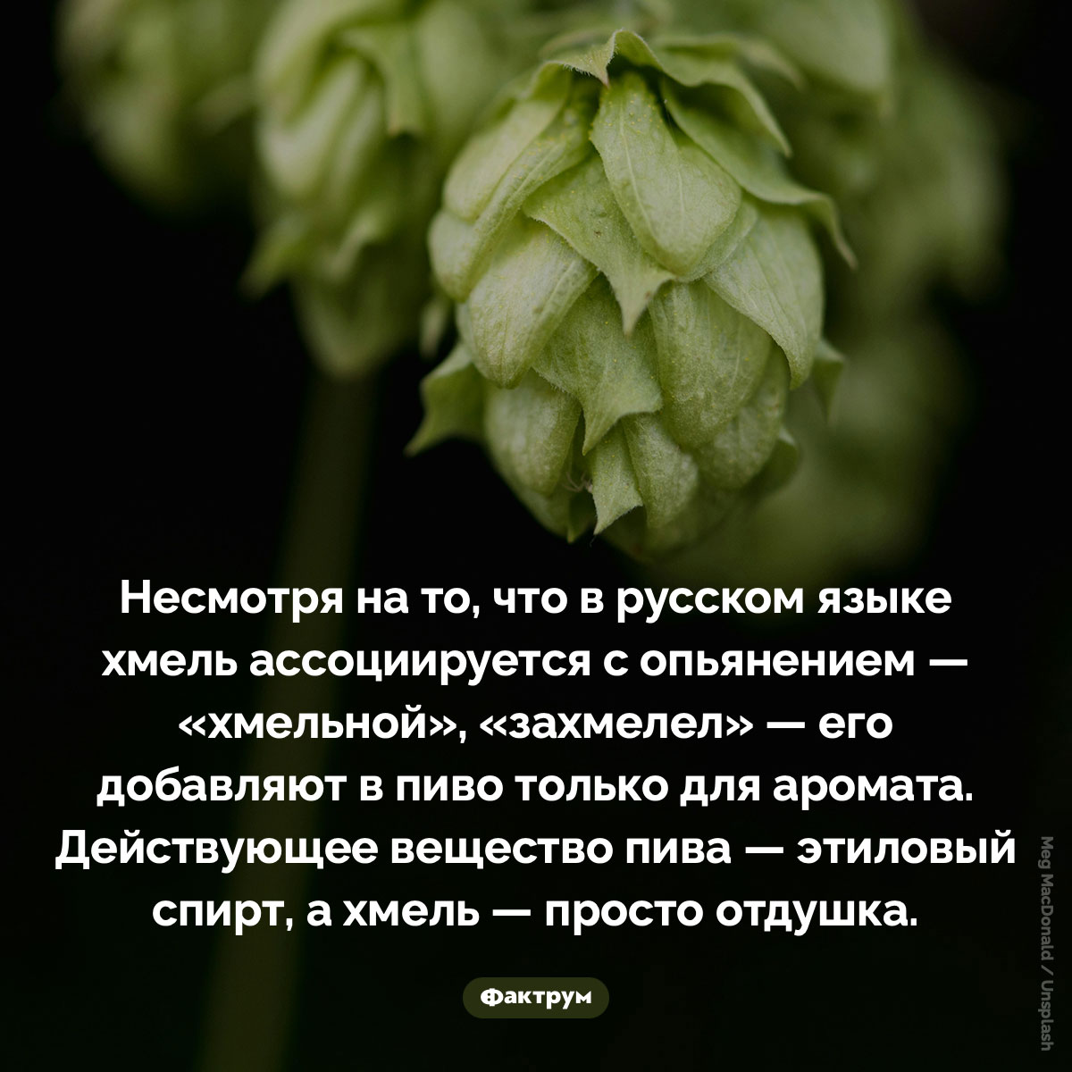Зачем в пиво добавляют хмель - свежие новости на Toplenta