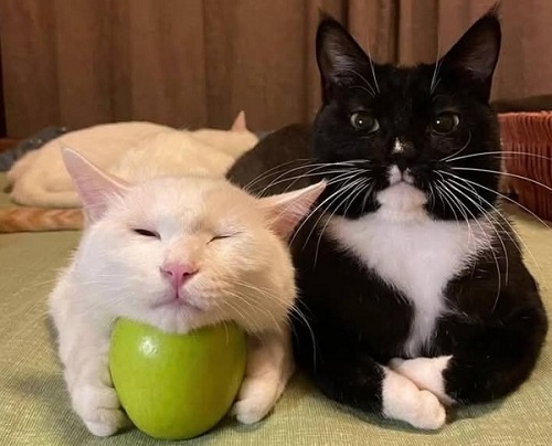 Семейная жизнь... - свежие новости на Toplenta по теме СКА