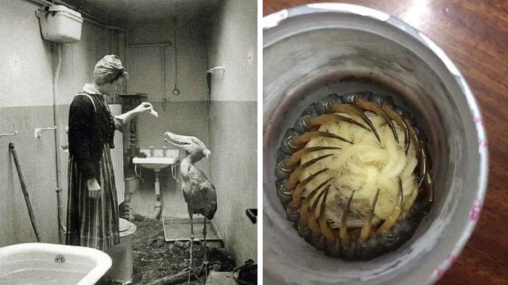 35 пугающих фото для любителей пощекотать нервишки - свежие новости на Toplenta по теме По