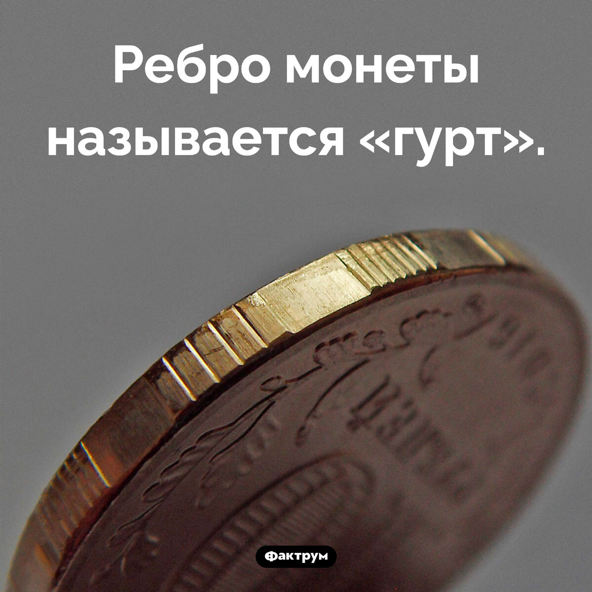 Что такое гурт - свежие новости на Toplenta по теме 10.03.2024