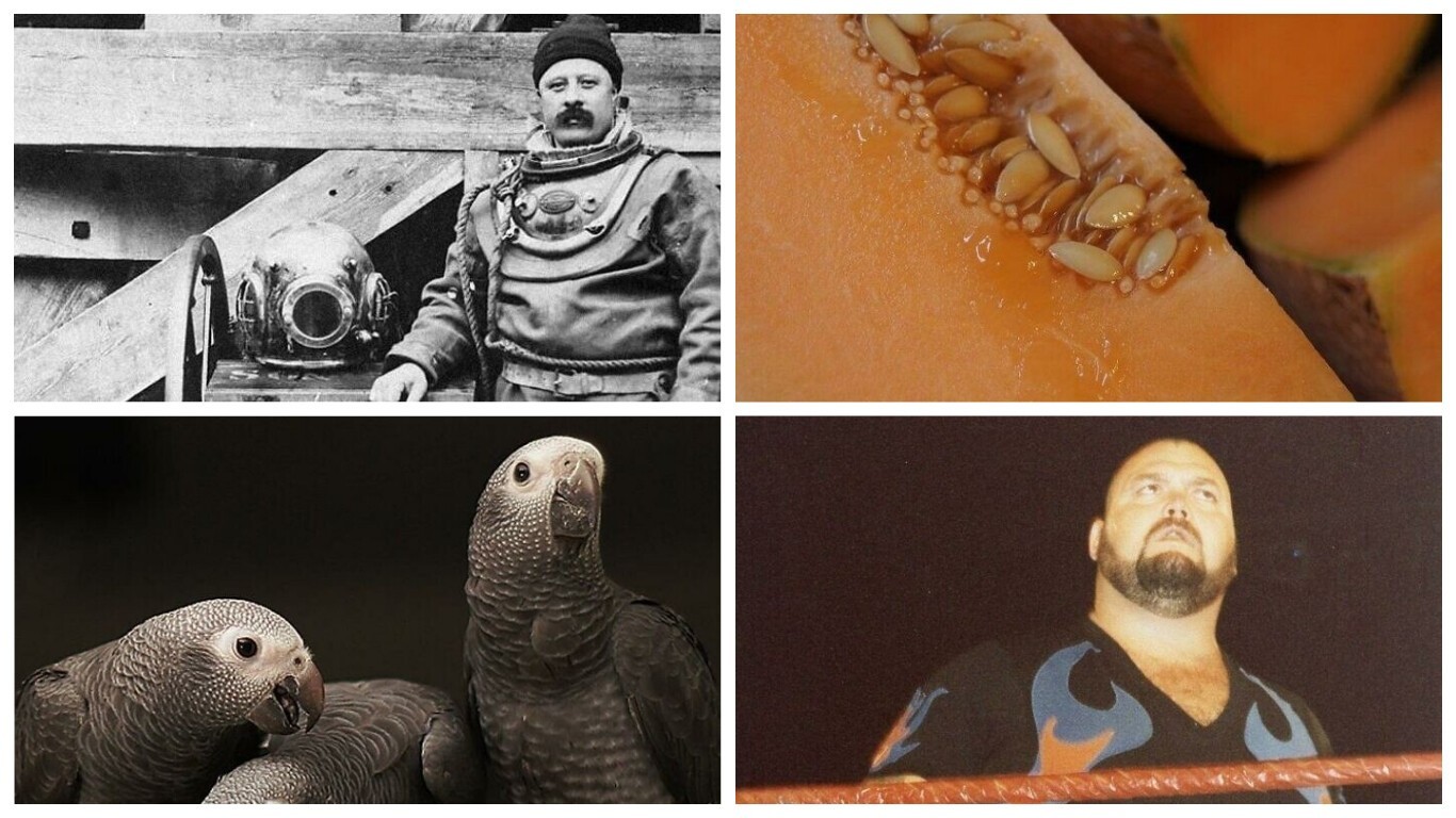 25 занимательных фактов из онлайн-группы Today I Learned - свежие новости на Toplenta по теме По