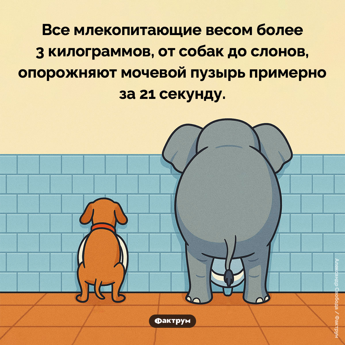 Большинство млекопитающих писают 21 секунду - свежие новости на Toplenta