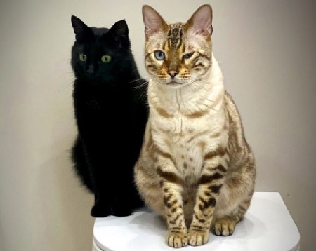 Пятница-ветлечебница - свежие новости на Toplenta по теме Леонид