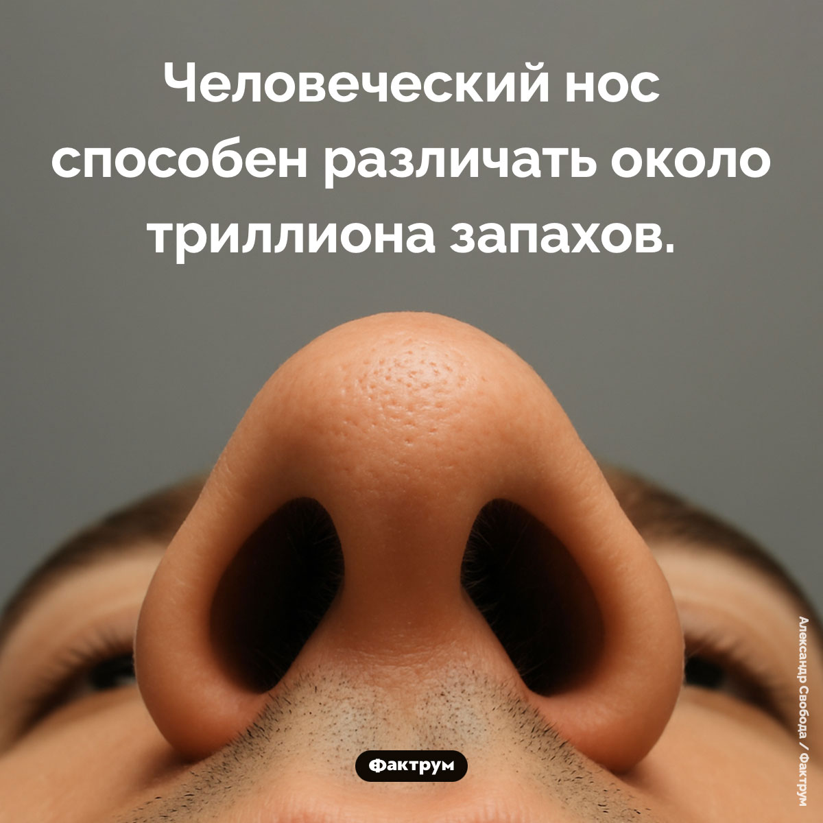 Сколько запахов различает человеческий нос - свежие новости на Toplenta по теме Факты в картинках