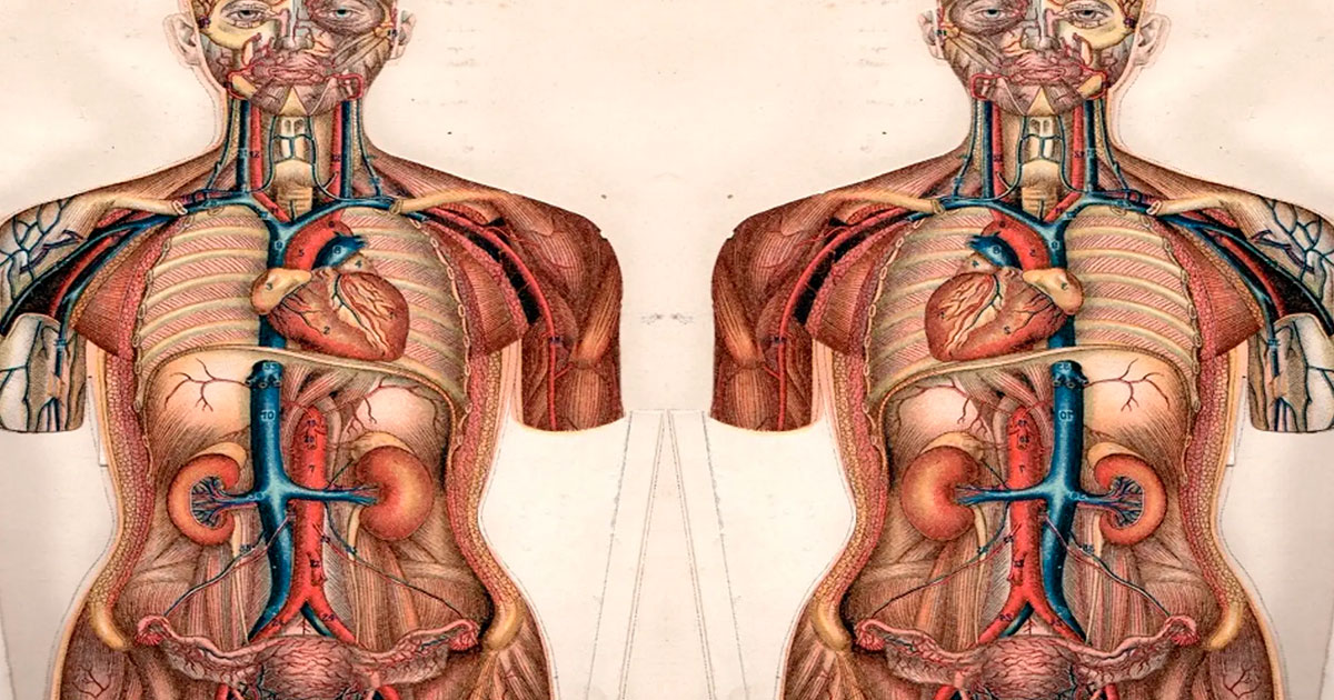 75 000 человек в мире имеют зеркально расположенные внутренние органы - свежие новости на Toplenta по теме 01.08.2022