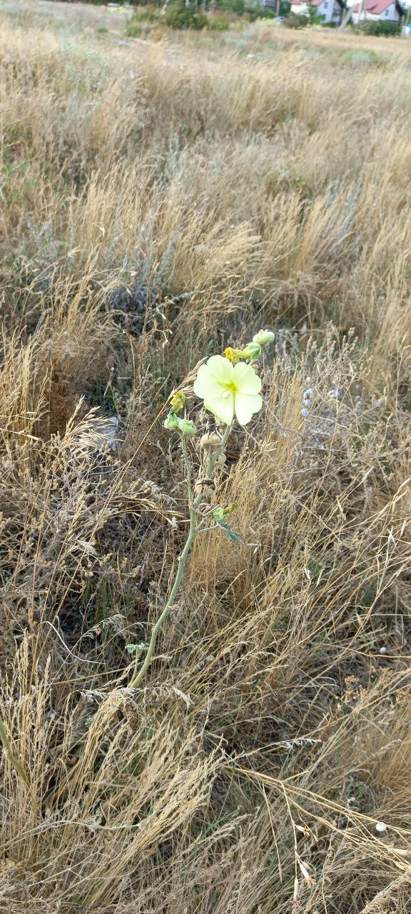 Большая белая... медуза! - свежие новости на Toplenta по теме медуза