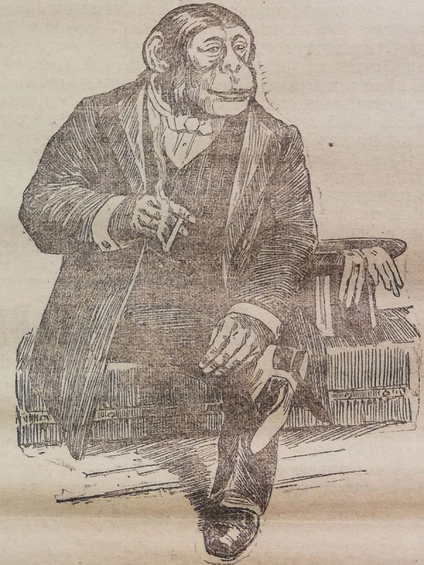 Обезьяна-человек - свежие новости на Toplenta по теме По