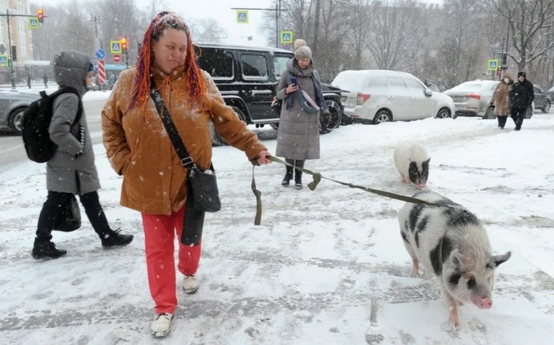 Мода на необычных домашних животных в Петербурге - свежие новости на Toplenta по теме По