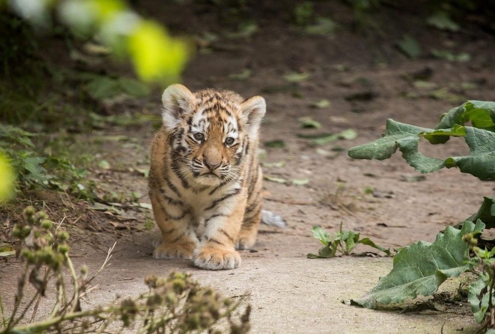 Немецкие нацисты в своём репертуаре: в зоопарке Лейпцига убили новорожденных тигрят.. - свежие новости на Toplenta по теме фашисты