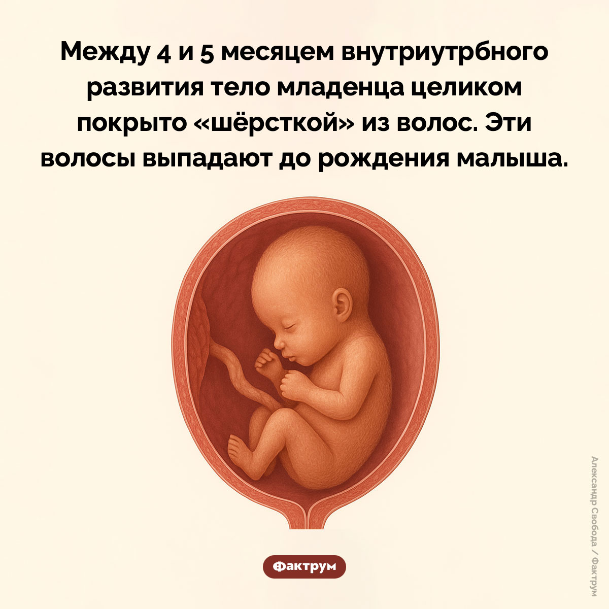 Плод с «шёрсткой» - свежие новости на Toplenta по теме Чел