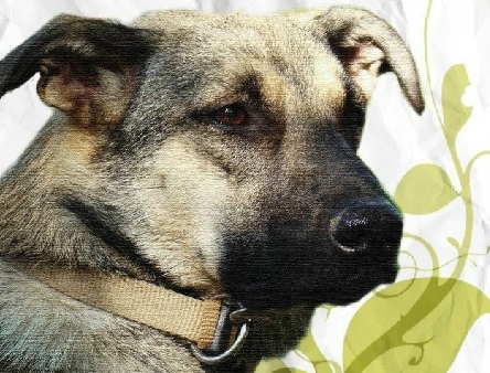 Дуся и забор.... - свежие новости на Toplenta по теме Рассылки